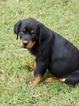 Small Photo #5 Rottweiler Puppy For Sale in WESLEY, AR, USA