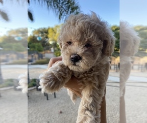 Goldendoodle (Miniature) Puppy for sale in RIVERSIDE, CA, USA