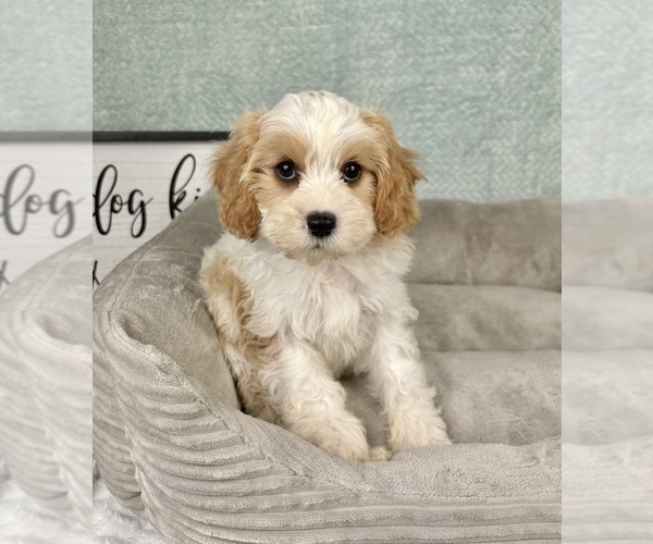 Medium Photo #4 Cavapoo Puppy For Sale in FRANKLIN, IN, USA