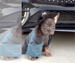 Small French Bulldog