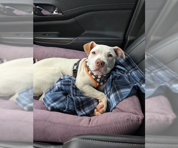 Medium Photo #3 American Staffordshire Terrier-Unknown Mix Puppy For Sale in Brewster, NY, USA
