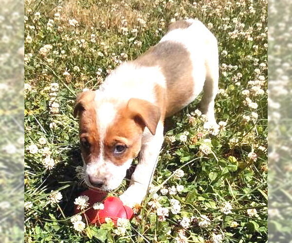 Medium Photo #1 Mutt Puppy For Sale in Rutherfordton, NC, USA