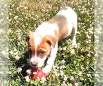 Small Mutt
