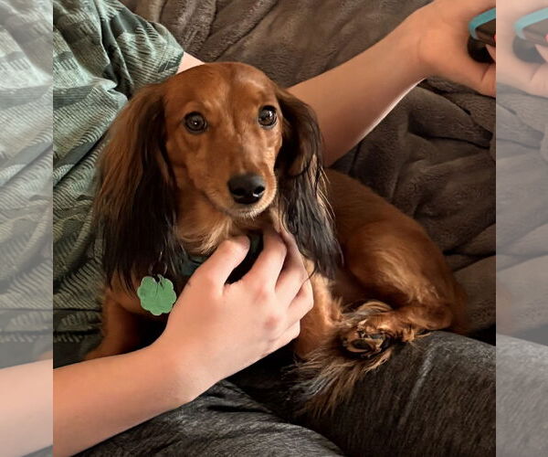 Medium Photo #1 Dachshund Puppy For Sale in Sioux Falls, SD, USA