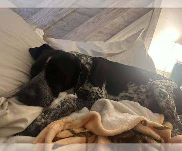 Medium Photo #2 Pointer-Unknown Mix Puppy For Sale in Lakewood, CO, USA