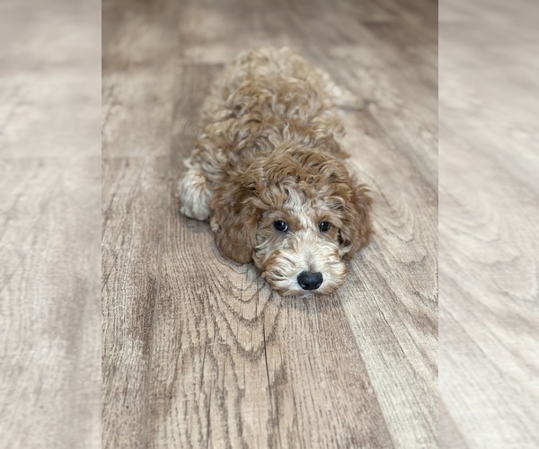 Medium Photo #14 Goldendoodle (Miniature) Puppy For Sale in SAINT MARYS, KS, USA