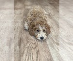 Small #13 Goldendoodle (Miniature)