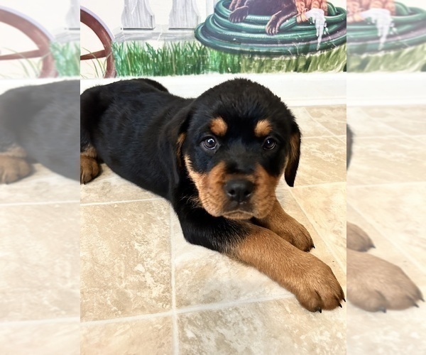 Medium Photo #6 Rottweiler Puppy For Sale in MARION, SC, USA