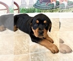 Small Photo #6 Rottweiler Puppy For Sale in MARION, SC, USA