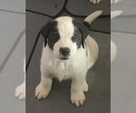 Puppy Kong Cane Corso-Saint Bernard Mix
