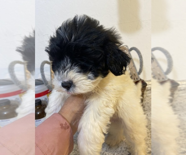 Medium Photo #4 Maltipoo Puppy For Sale in GREENVILLE, NC, USA