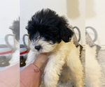 Small Photo #4 Maltipoo Puppy For Sale in GREENVILLE, NC, USA