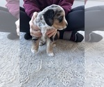 Puppy Macgiver Aussie-Poo