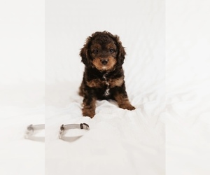 Miniature Bernedoodle-Poodle (Toy) Mix Puppy for Sale in ATCO, New Jersey USA