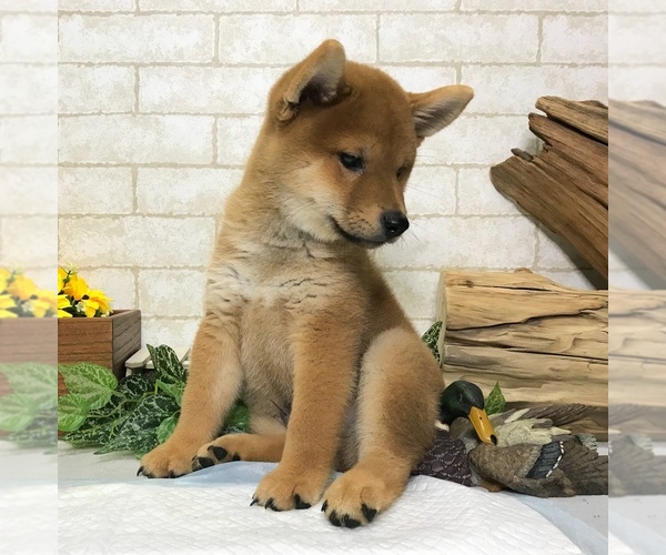 Medium Photo #3 Shiba Inu Puppy For Sale in MANHATTAN, NY, USA