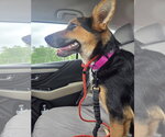 Small #2 Welsh Corgi Mix