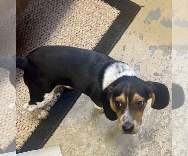 Medium Photo #2 Beagle Puppy For Sale in Sparta, TN, USA
