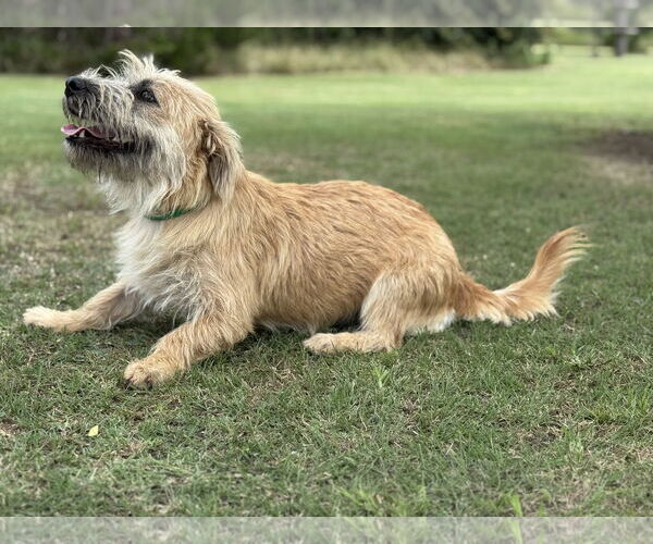 Medium Photo #7 Mutt Puppy For Sale in PIPE CREEK, TX, USA