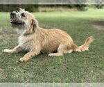 Small #6 Mutt