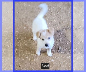 Border Collie-Unknown Mix Dogs for adoption in Granbury, TX, USA