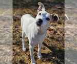 Elma - Female Jack Russell Terrier-Unknown Mix Dog for Adoption - Small photo