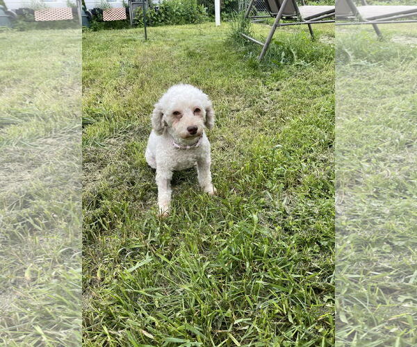 Medium Photo #4 Poodle (Miniature) Puppy For Sale in St. Louis Park, MN, USA