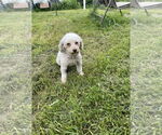 Small #3 Poodle (Miniature)