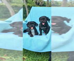 Small #1 Shih Tzu
