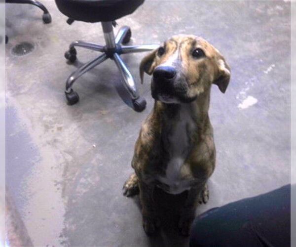 Medium Photo #1 Plott Hound-Rhodesian Ridgeback Mix Puppy For Sale in Tallahassee, FL, USA