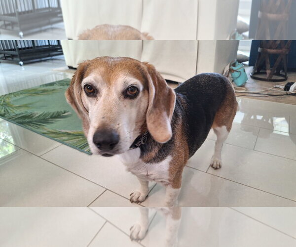 Medium Photo #5 Beagle Puppy For Sale in Tampa, FL, USA