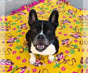 TUGBOAT - Male French Bulldog-Unknown Mix Dog for Adoption - Photo #2