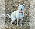 Small #2 Mutt