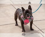 Small #17 French Bulldog
