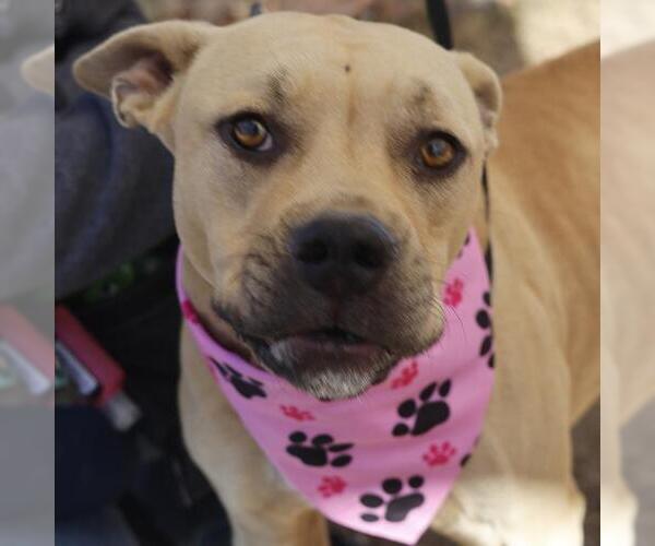 Medium Photo #1 American Staffordshire Terrier-Unknown Mix Puppy For Sale in San Antonio, TX, USA