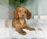 Small Dachshund