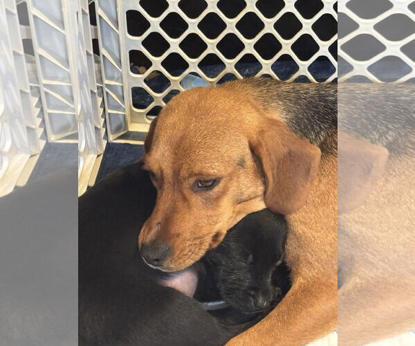 Medium Photo #4 Labbe Puppy For Sale in Wheaton, IL, USA