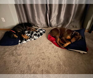 Jean - Female Doberman Pinscher Dog for Adoption - Photo #10