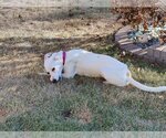 Small Photo #10 Unknown-Whippet Mix Puppy For Sale in Farmington, MN, USA