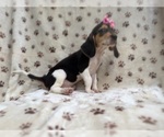 Small #6 Beagle