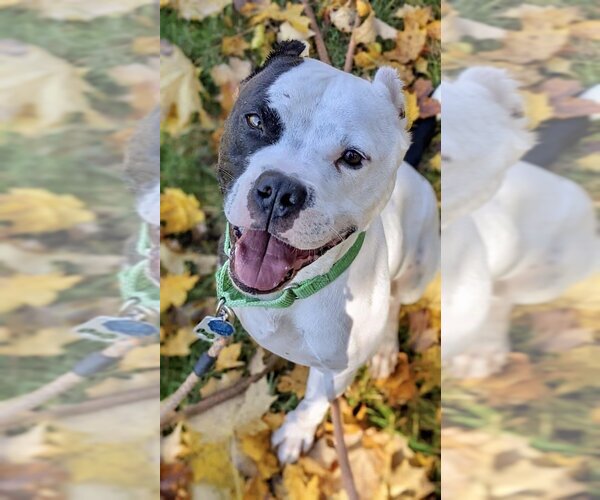 Medium Photo #6 American Pit Bull Terrier-Unknown Mix Puppy For Sale in Lockport, NY, USA