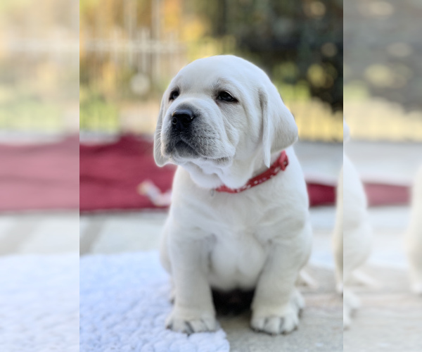 Medium Photo #6 Labrador Retriever Puppy For Sale in GLENDALE, CA, USA