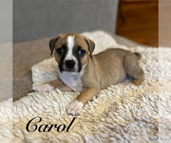 Medium Photo #2 Mutt Puppy For Sale in Sequim, WA, USA