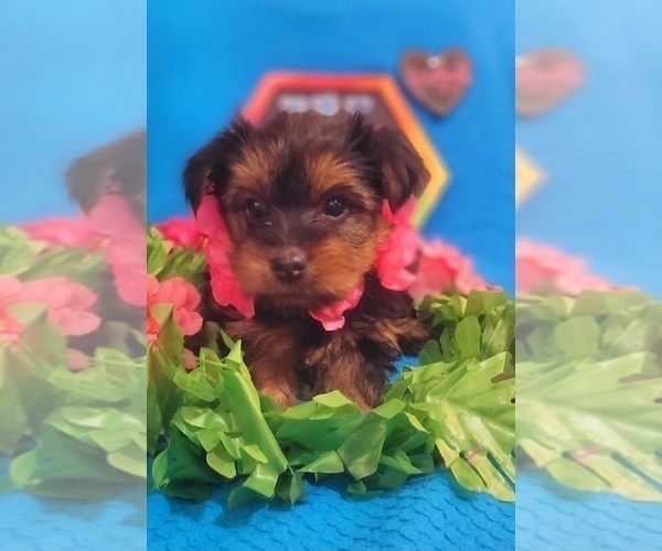 Medium Photo #11 Yorkshire Terrier Puppy For Sale in AKRON, OH, USA