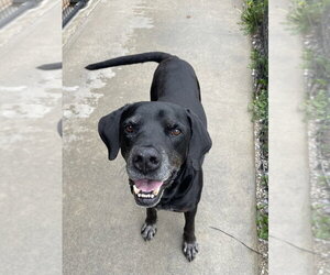 Labrador Retriever Dogs for adoption in Bolivar, MO, USA