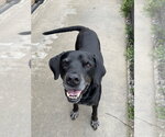 Small Labrador Retriever