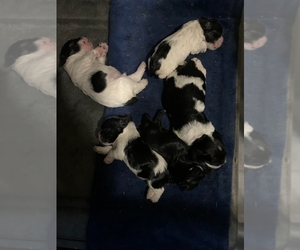 Cocker Spaniel Puppy for sale in INDIANAPOLIS, IN, USA