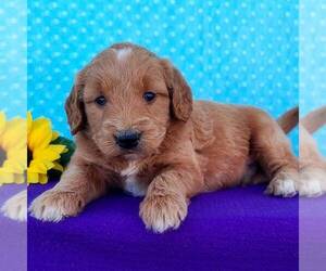 Goldendoodle (Miniature) Puppy for sale in ARTHUR, IL, USA