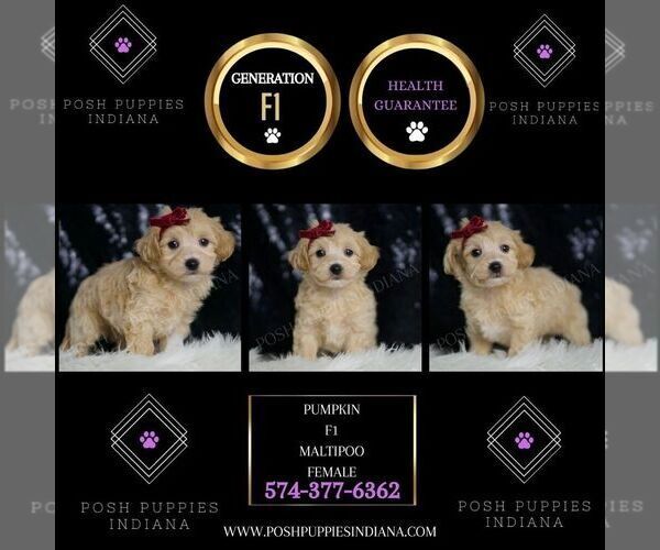 Medium Photo #2 Maltipoo Puppy For Sale in WARSAW, IN, USA
