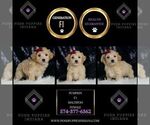 Small #1 Maltipoo