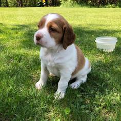 Brittany Puppy for sale in WRENSHALL, MN, USA